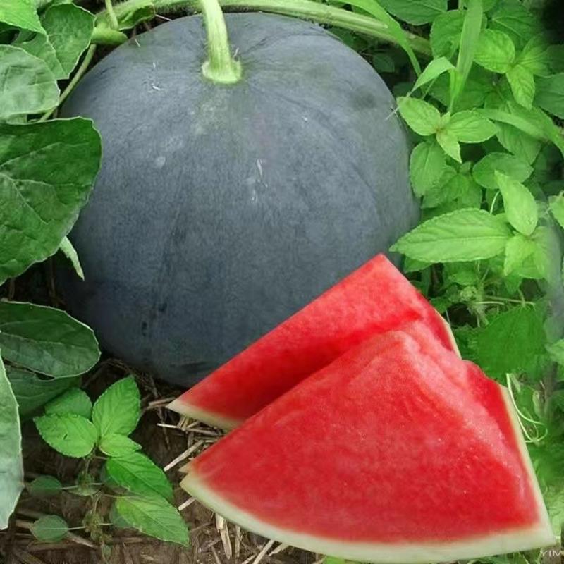 黑霸状元早熟黑皮无籽西瓜种子高产抗病性特强耐重茬四季西瓜