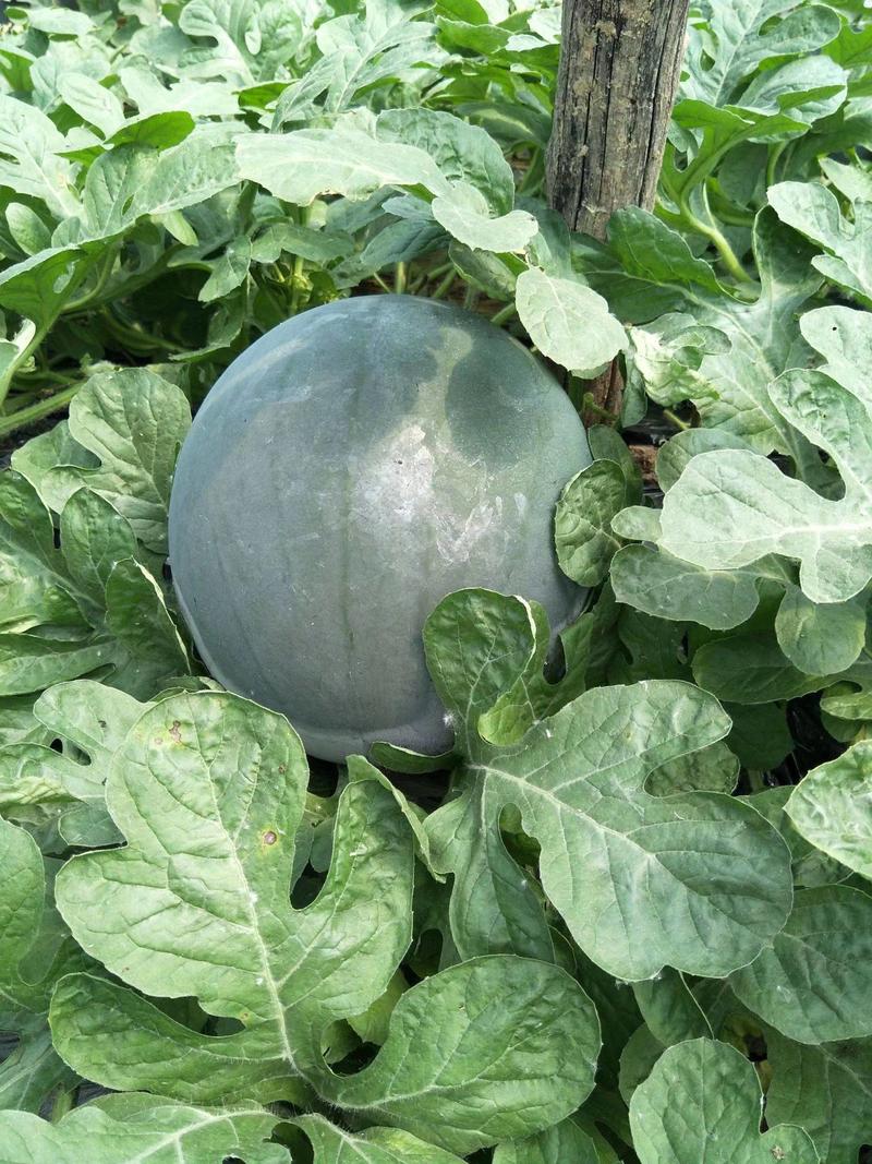 黑霸状元早熟黑皮无籽西瓜种子高产抗病性特强耐重茬四季西瓜