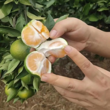 【推荐】湖南蜜橘产地，价格稳定常年供货全国各地市场咨询
