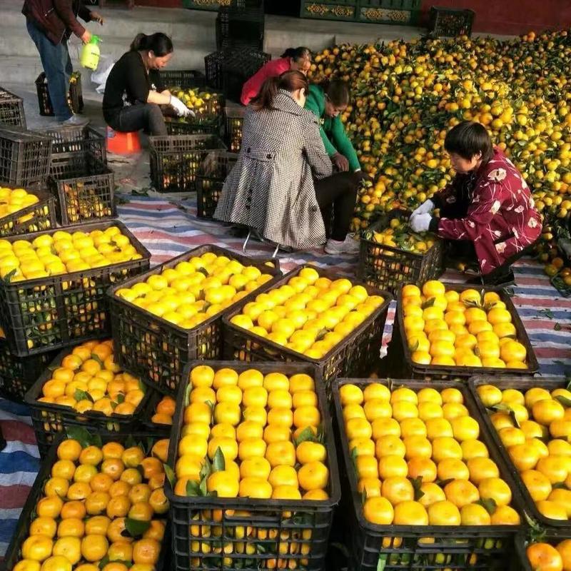 【推荐】南丰蜜橘产地，价格稳定常年供货全国各地市场咨询