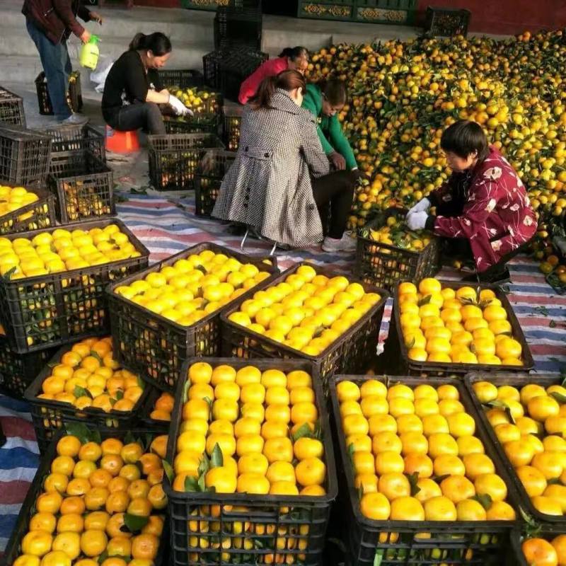 【推荐】湖南蜜橘产地，价格稳定常年供货全国各地市场咨询