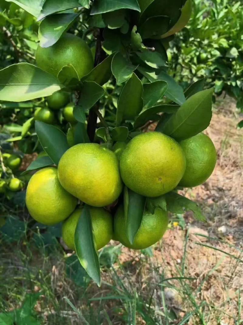 【推荐】湖南蜜橘产地，价格稳定常年供货全国各地市场咨询