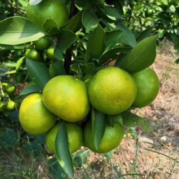 【推荐】湖南蜜橘产地，价格稳定常年供货全国各地市场咨询