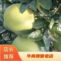 【推荐】澧县苹果柚，清甜可口品质，可视频！价格稳