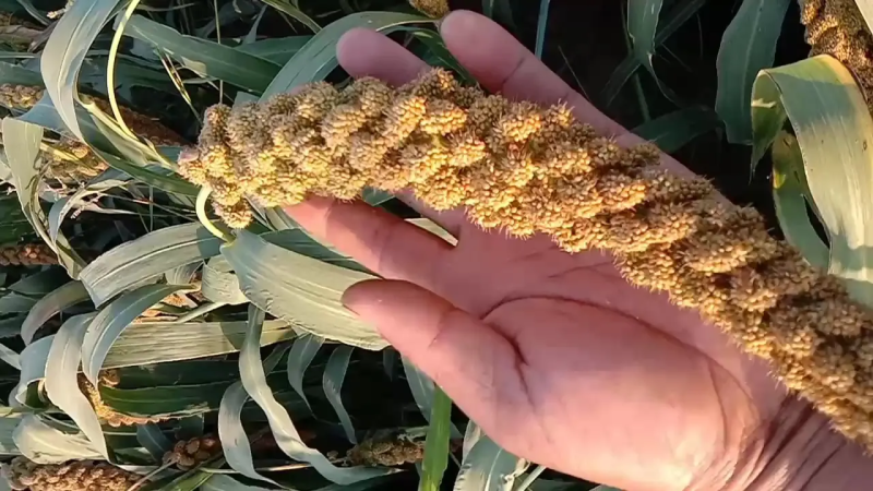 陕西优质黄小米自家种植产地直发量大从优欢迎选购