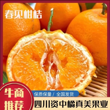 四川耙耙柑精品春见柑桔产地直供对接全国客商欢迎电