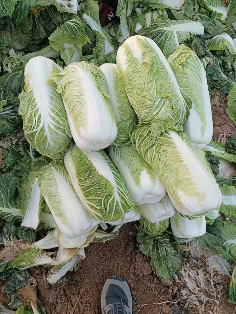 冬储半毛菜大量供应北京三号白菜产地直发货源充足品质保障