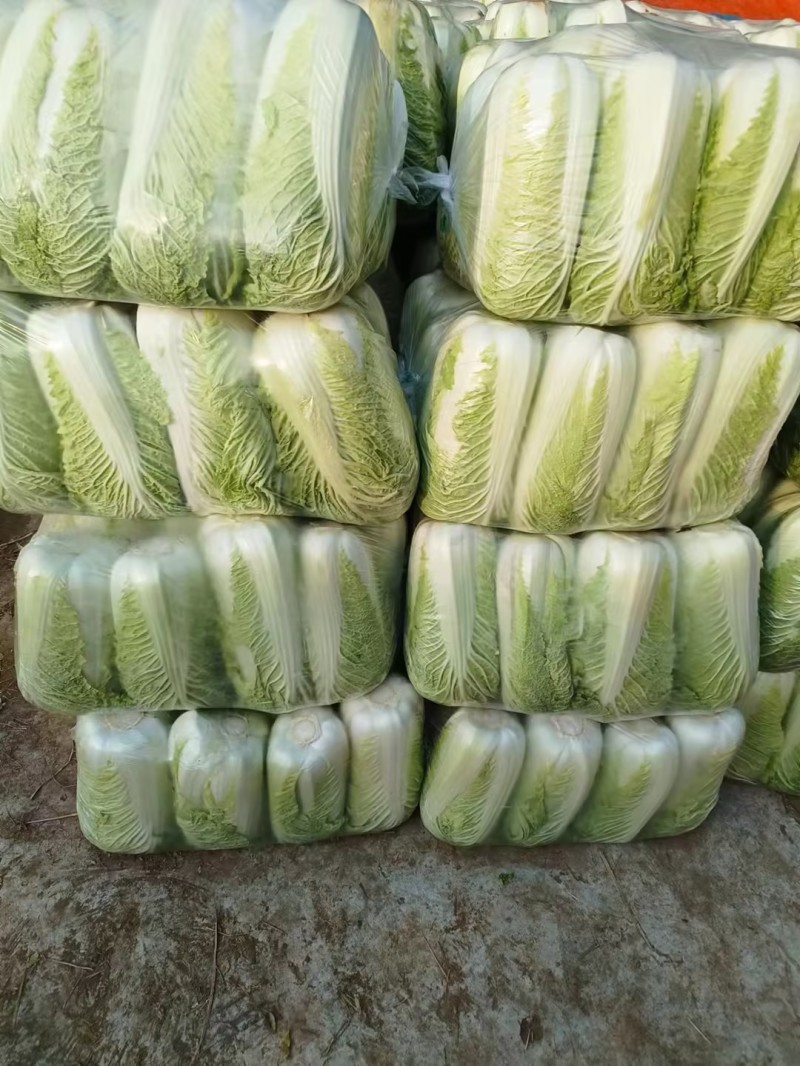 冬储半毛菜大量供应北京三号白菜产地直发货源充足品质保障