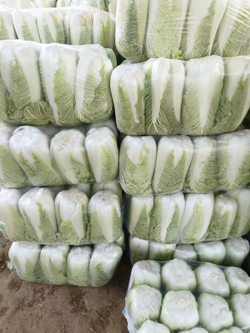 冬储半毛菜大量供应北京三号白菜产地直发货源充足品质保障