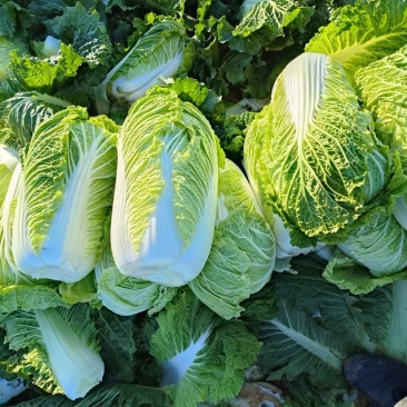 冬储半毛菜大量供应北京三号白菜产地直发货源充足品质保障
