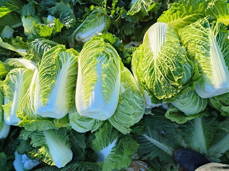 冬储半毛菜大量供应北京三号白菜产地直发货源充足品质保障