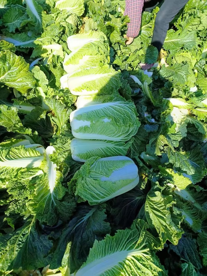 冬储半毛菜大量供应北京三号白菜产地直发货源充足品质保障