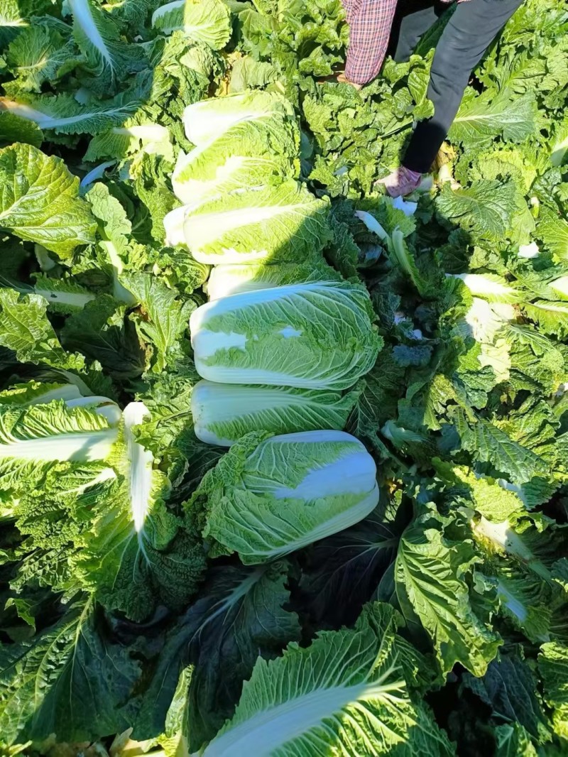 冬储半毛菜大量供应北京三号白菜产地直发货源充足品质保障