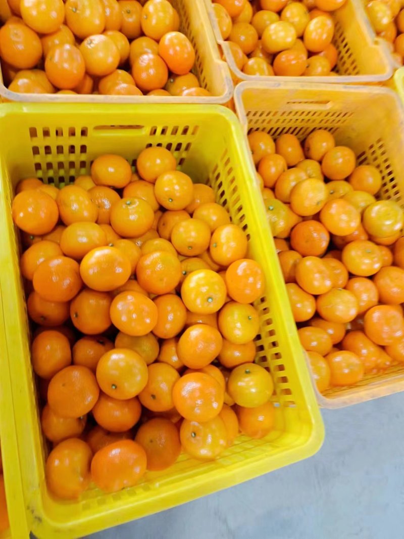【推荐】湖南精品沃柑大量货源产地直供诚信合作欢迎采购