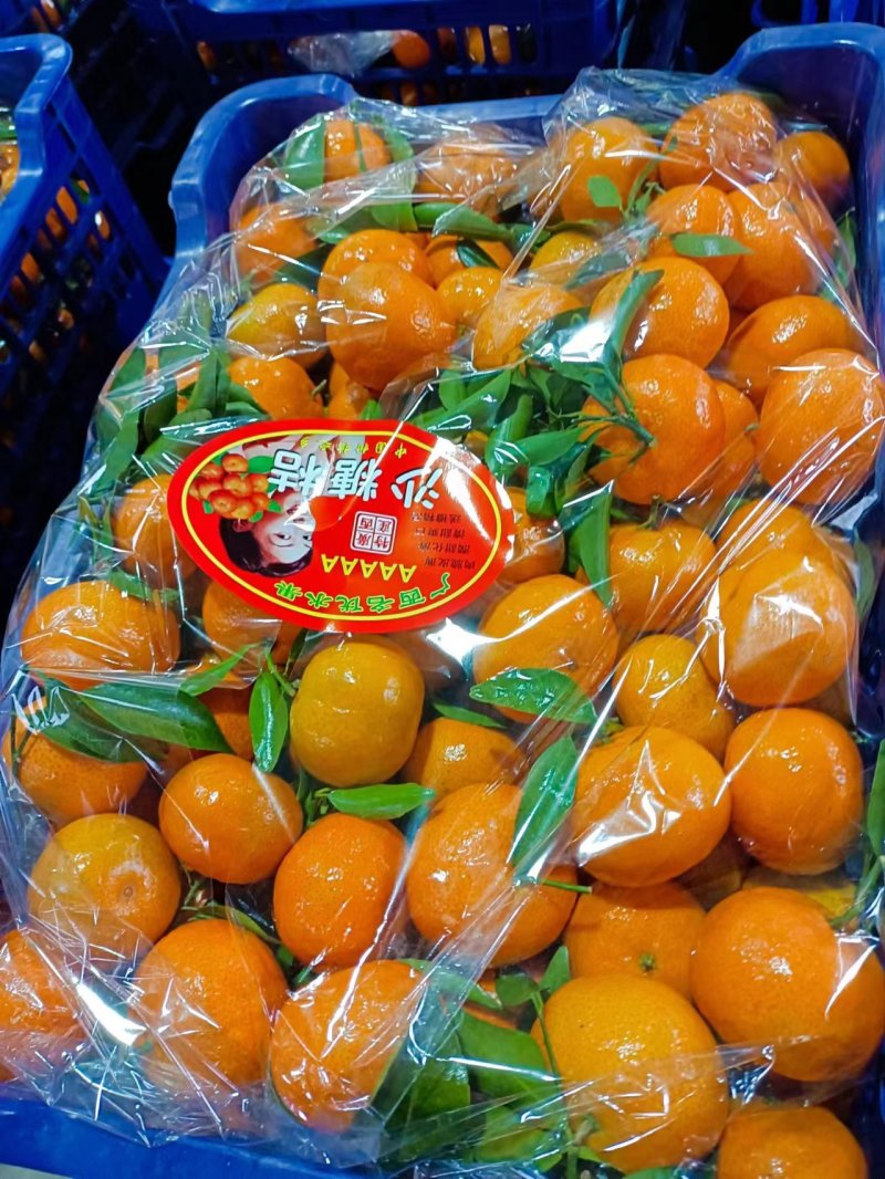 湖南永州沙糖桔保质保量一手货源大量供货欢迎电联
