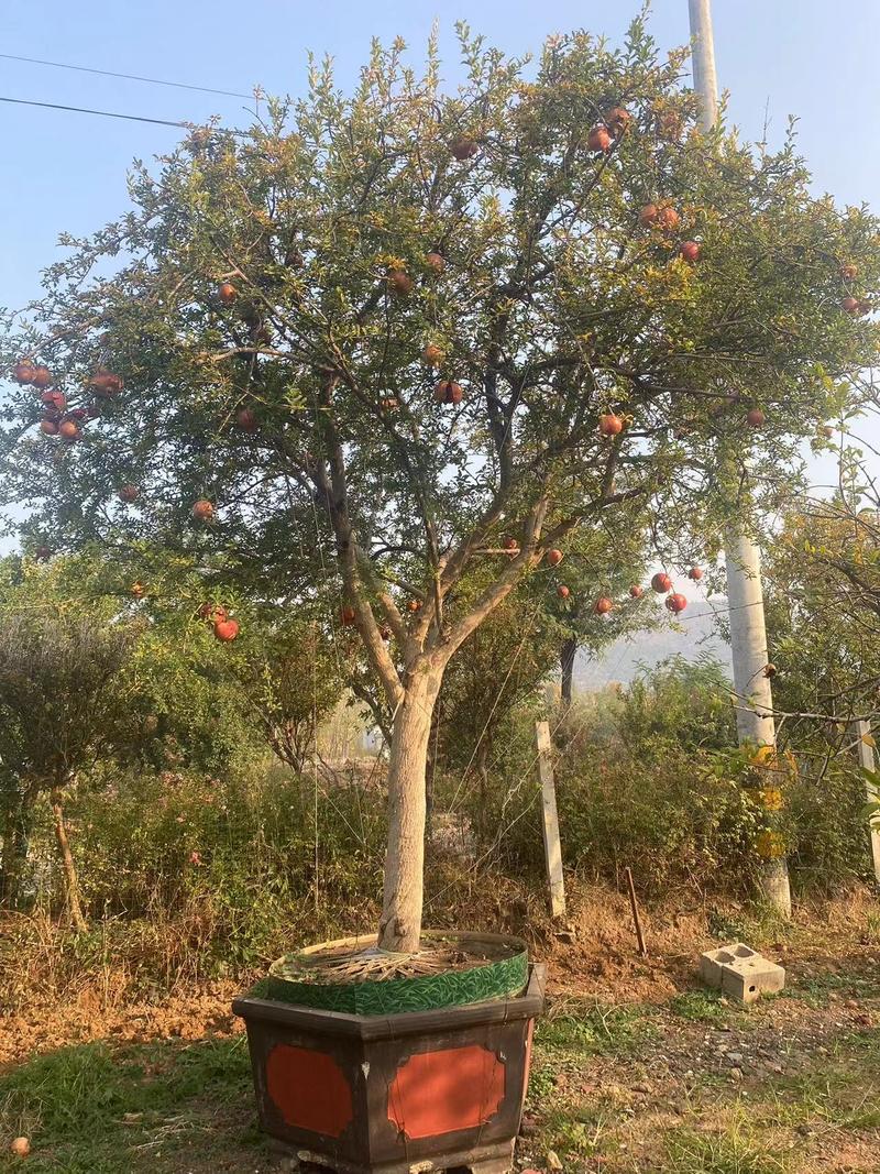 枣庄石榴树粗树20以上价格美丽一手货源产地直发欢迎电联