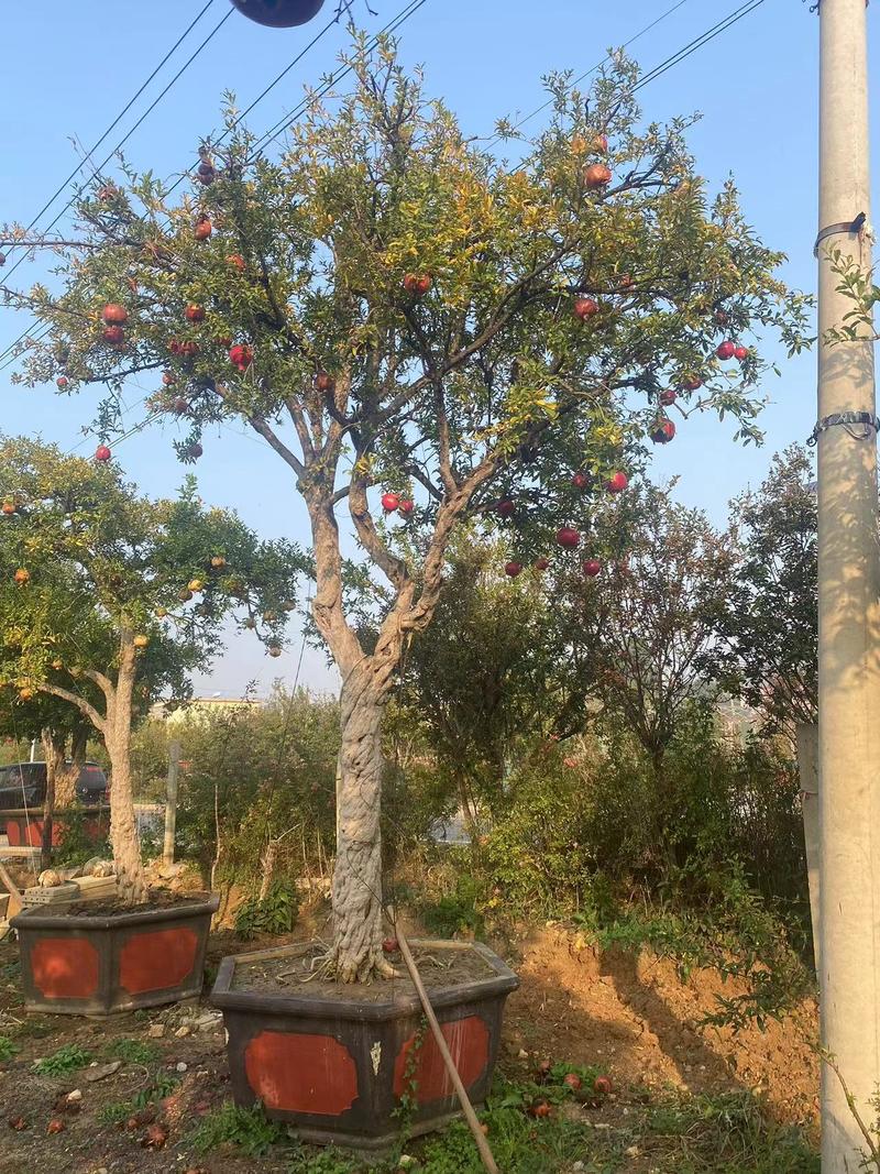 枣庄石榴树粗树20以上价格美丽一手货源产地直发欢迎电联