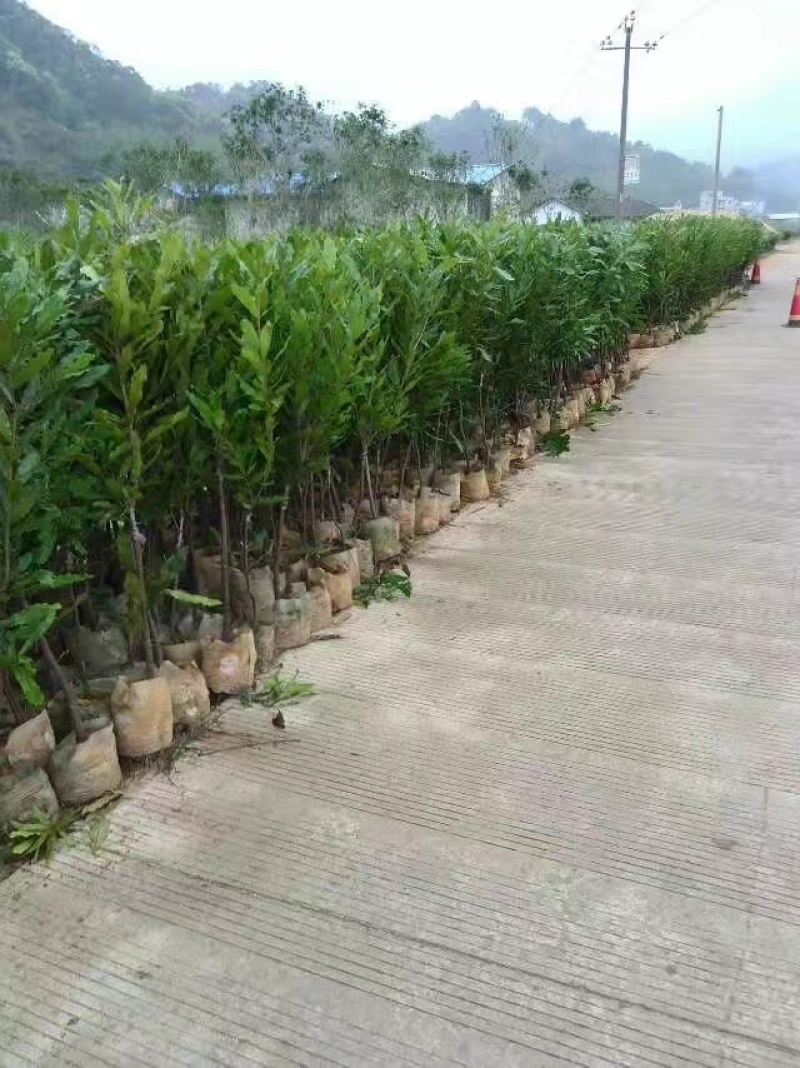 广西藤县澳洲坚果苗（夏威夷果苗）营养杯嫁接苗种植基地