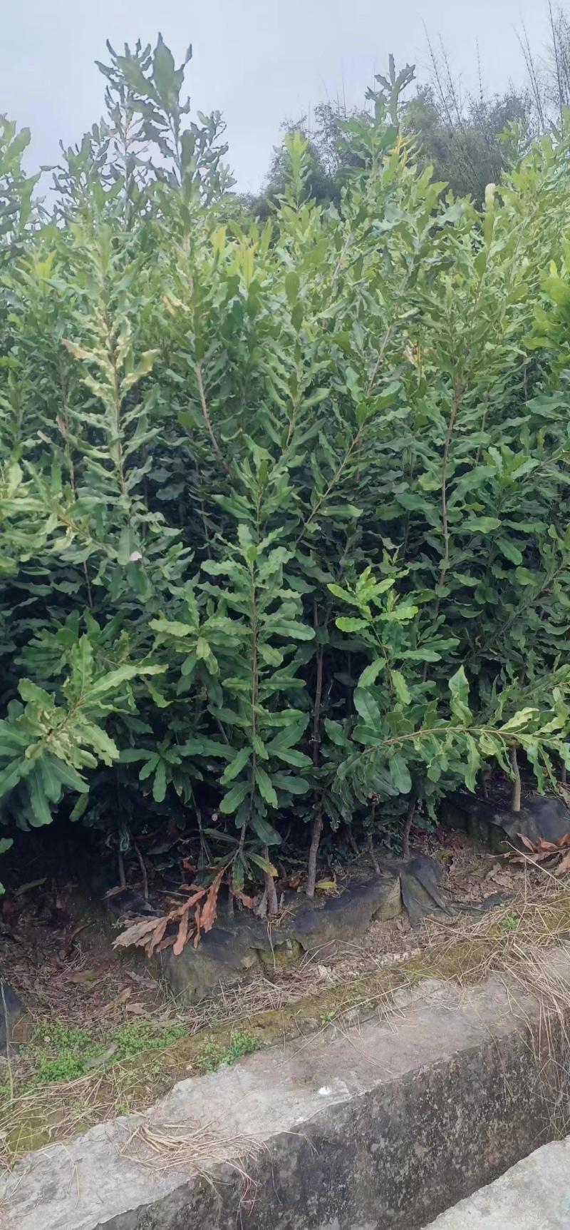 广西藤县澳洲坚果苗（夏威夷果苗）营养杯嫁接苗种植基地