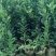 【推荐】广西藤县香水柠檬苗各种规格齐全价格稳定一手价