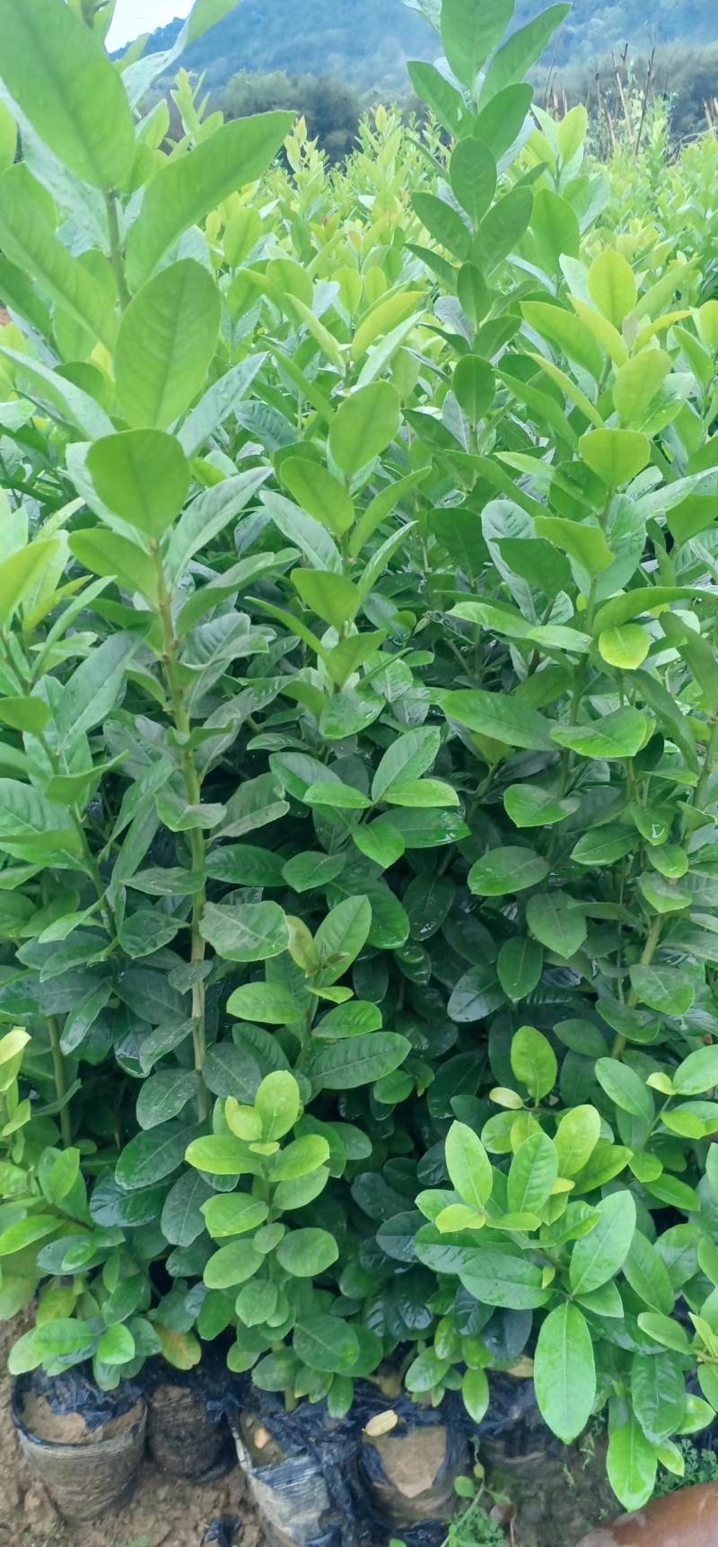 【推荐】广西藤县香水柠檬苗各种规格齐全价格稳定一手价