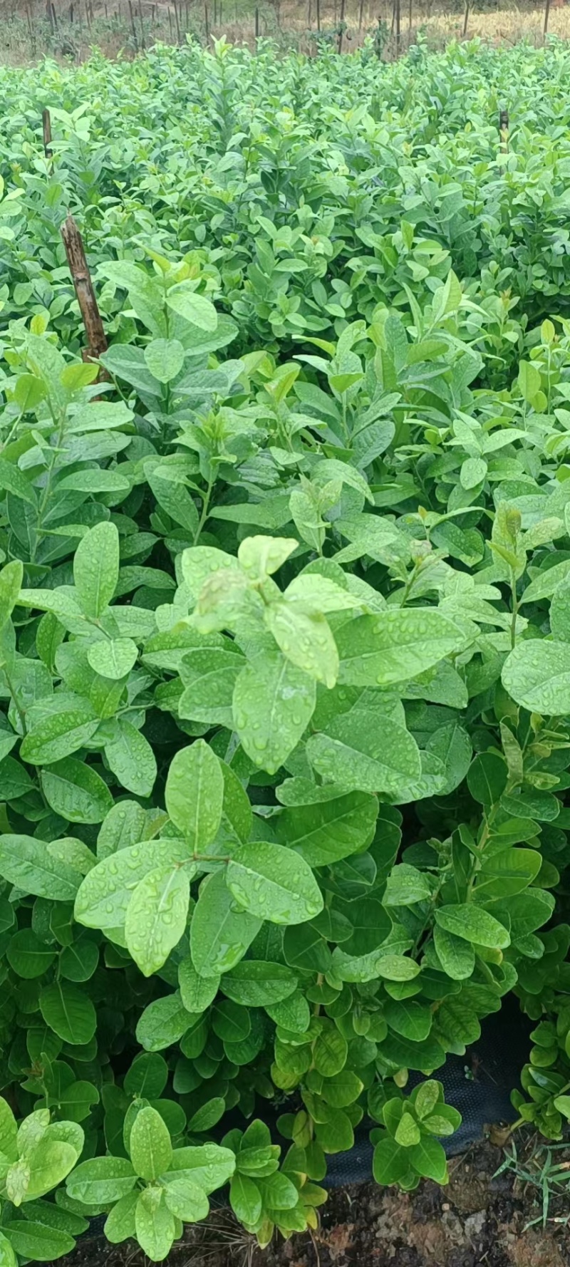 【推荐】广西藤县香水柠檬苗各种规格齐全价格稳定一手价