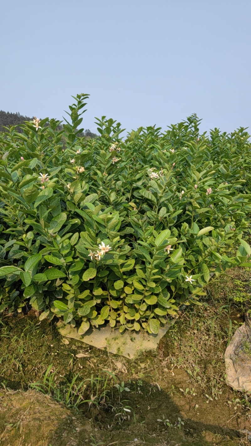 【推荐】广西藤县香水柠檬苗各种规格齐全价格稳定一手价