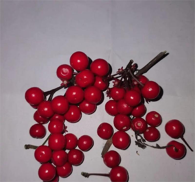 供应野生朱砂根红背青背种子30元一斤果子果子成熟