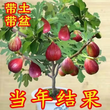 无花果树苗四季盆栽当年结果超大特大波姬红矮化无花果苗