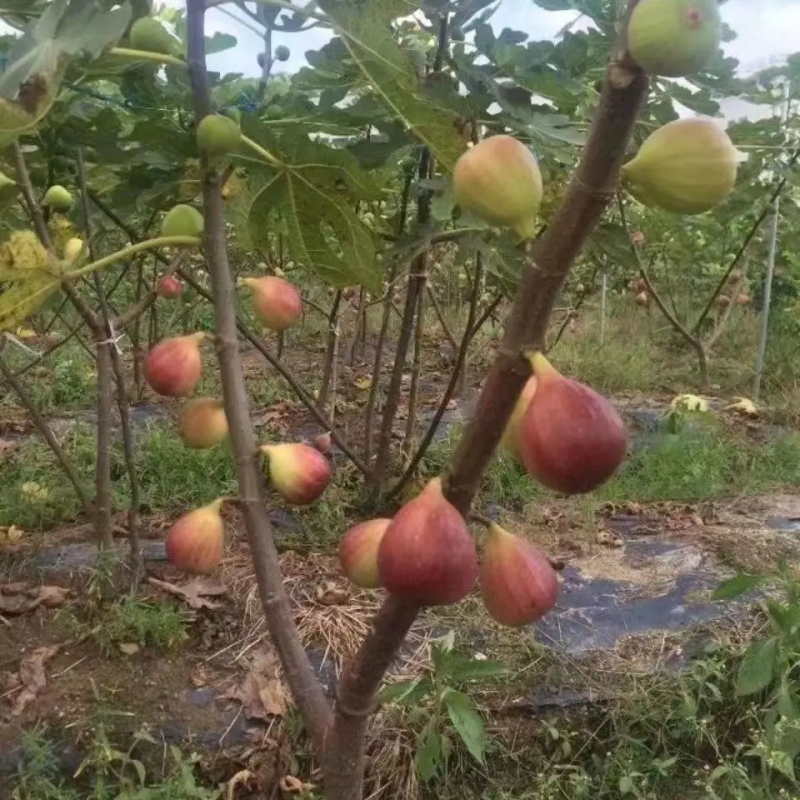 无花果树苗四季盆栽当年结果超大特大波姬红矮化无花果苗