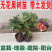 无花果树苗四季盆栽当年结果超大特大波姬红矮化无花果苗