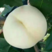 白桃树苗新品种嫁接白桃树苗白如雪桃树苗甜脆晚熟南北方