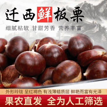 【正宗老树板栗】炒货店专用板栗批发软糯香甜产地发货量大优先