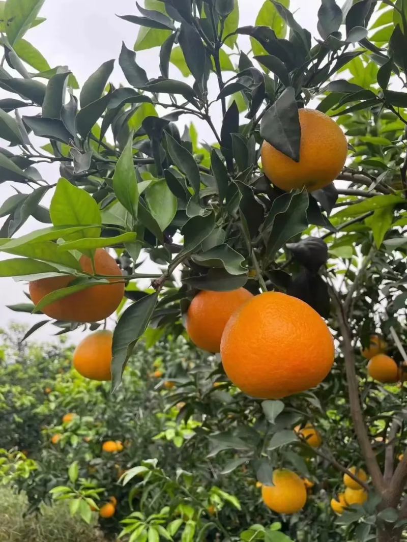 【推荐】爱媛38号果冻橙货源充足量大从优支持一件代