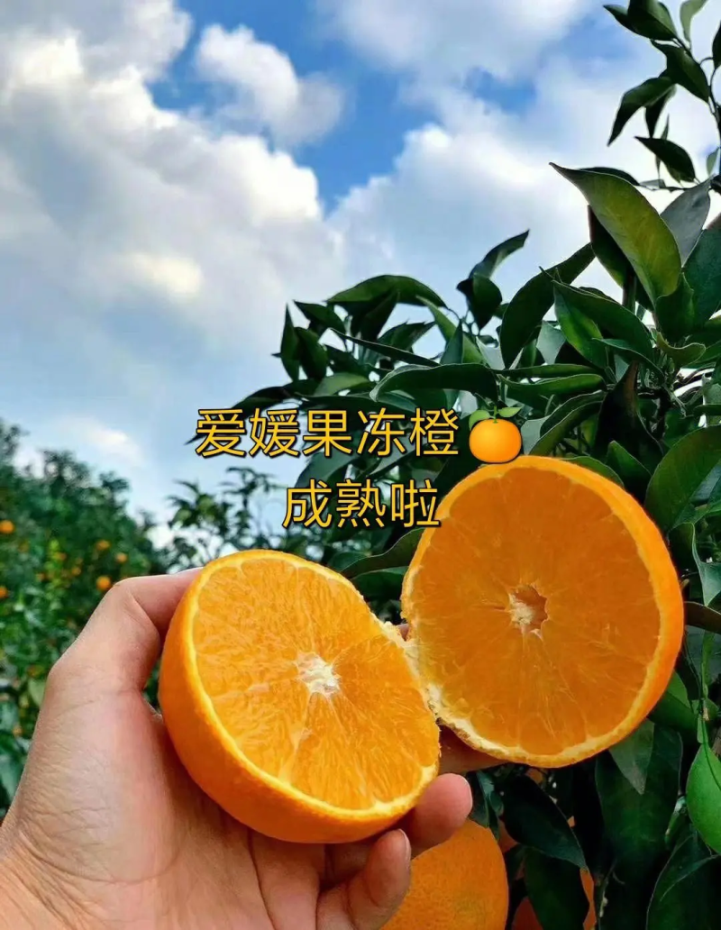 【推荐】爱媛38号果冻橙货源充足量大从优支持一件代