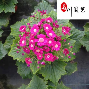 供应精品优质瓜叶菊杯苗瓜叶菊苗圃基地自产自销保质保量
