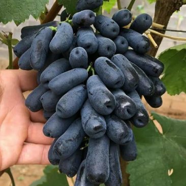 山东【精品蓝宝石葡萄苗】种植基地直发根系发达现挖现发