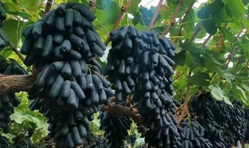 山东【精品蓝宝石葡萄苗】种植基地直发根系发达现挖现发