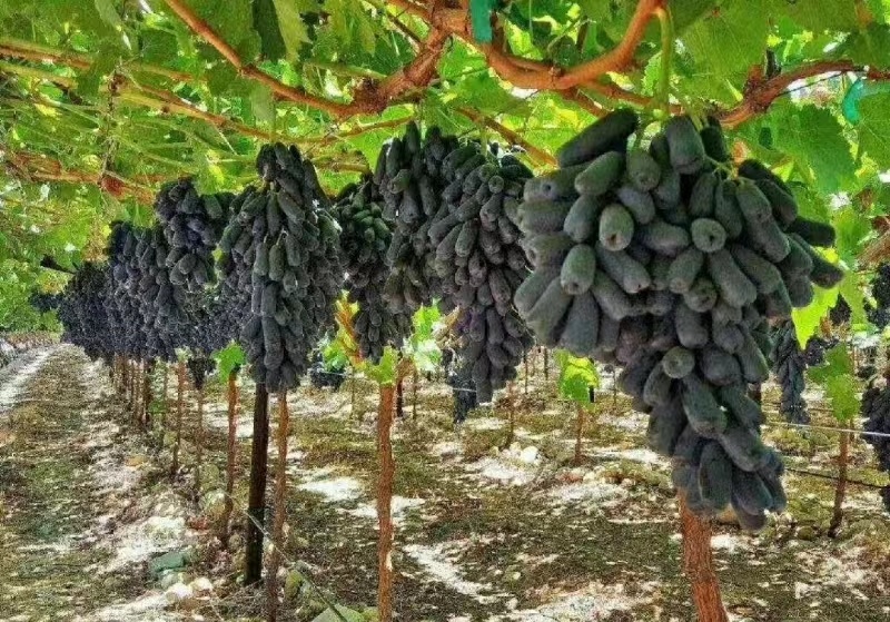 山东【精品蓝宝石葡萄苗】种植基地直发根系发达现挖现发