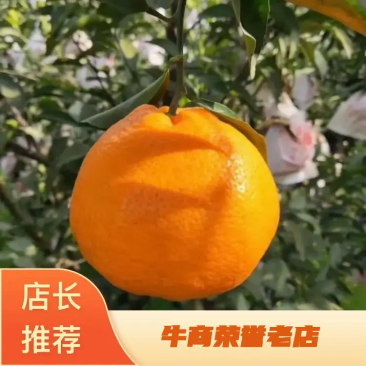 四川春见柑种植基地大量有货量大从优欢迎各位老板来电
