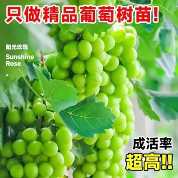 山东【精品阳光玫瑰葡萄苗】种植基地直发根系发达好管理