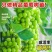 山东【精品阳光玫瑰葡萄苗】种植基地直发根系发达好管理
