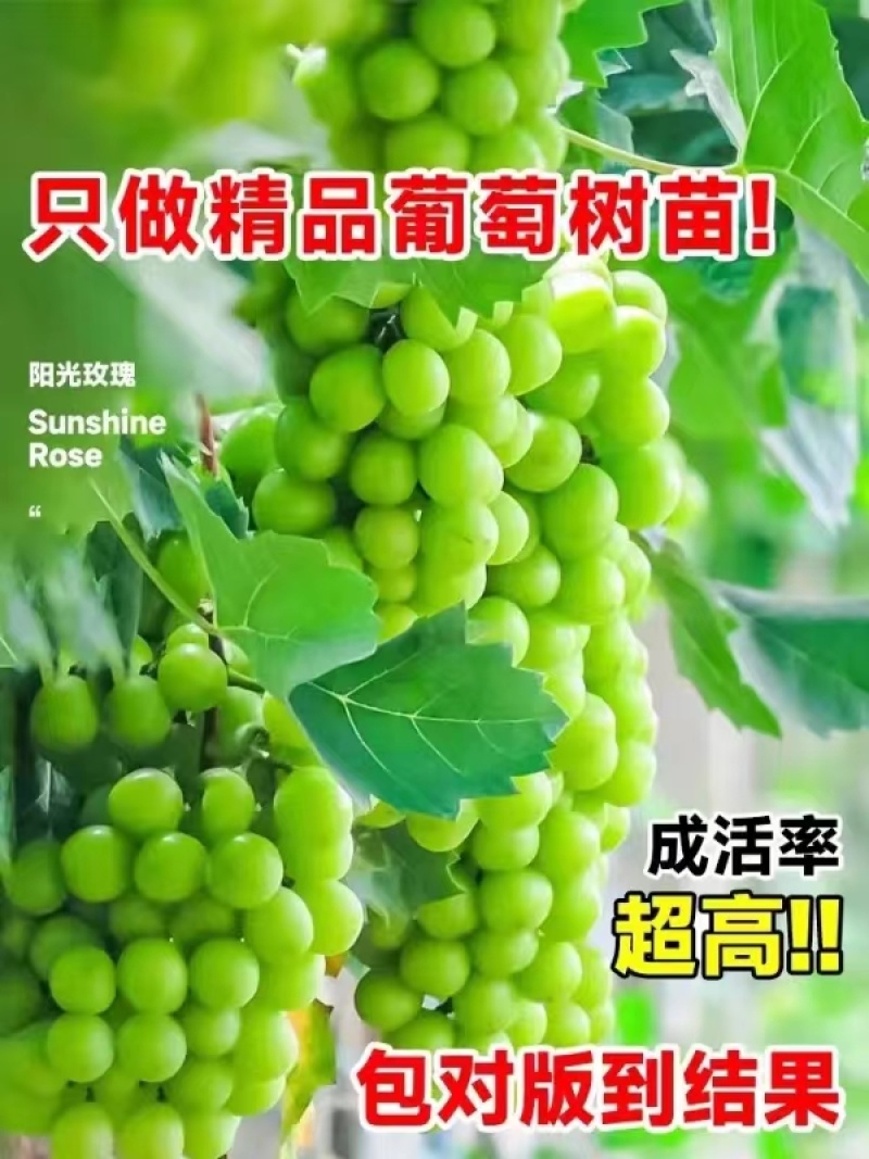 山东【精品阳光玫瑰葡萄苗】种植基地直发根系发达好管理