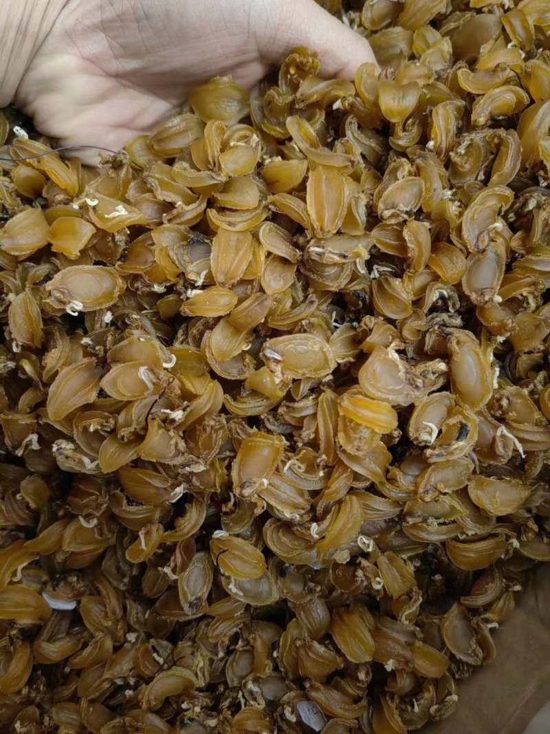 【精选】鲍鱼干1000头高泡发鲍鱼海鲜水产鲍鱼干煲汤
