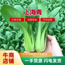 【牛商推荐】太和精品油菜，快菜，黑夜白，货源充足