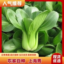 【精选】太和上海青，大量供应各类商超，食堂，市场
