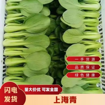 安徽太和上海青种植基地，产地直发，货源充足