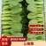 安徽太和上海青种植基地，产地直发，货源充足