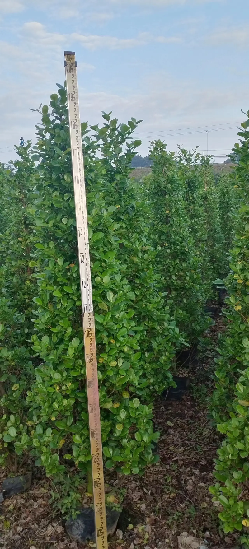 【推荐】广东肇庆火山榕，自家基地种植欢迎进店选购电联