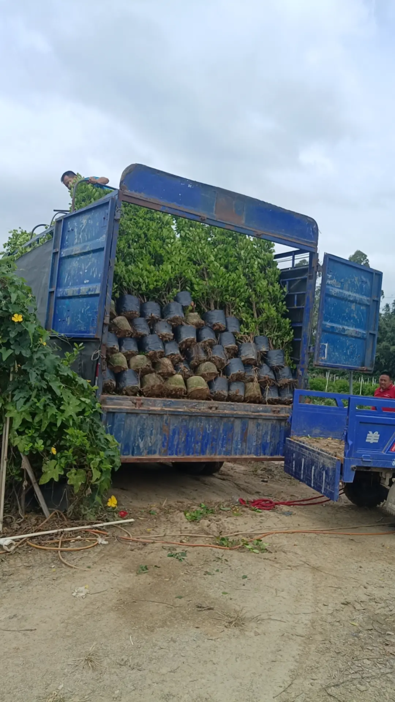 【推荐】广东肇庆火山榕，自家基地种植欢迎进店选购电联